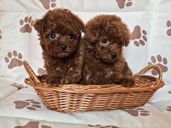 Червен пудел от породата „Чайна чаша“ Пудел мини, 2 месеца, Ваксинирано - Да - град Извън България | Кучета - снимка 3