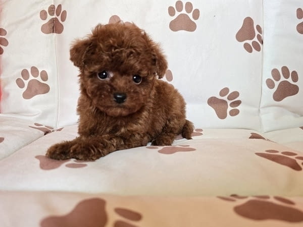 Червен пудел от породата „Чайна чаша“ Пудел мини, 2 месеца, Ваксинирано - Да - град Извън България | Кучета - снимка 4