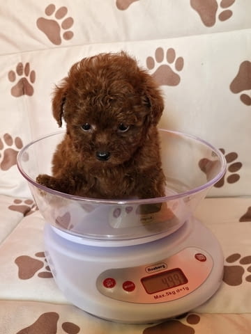 Червен пудел от породата „Чайна чаша“ Пудел мини, 2 месеца, Ваксинирано - Да - град Извън България | Кучета - снимка 5