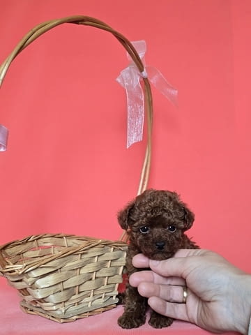 Червен пудел от породата „Чайна чаша“ Пудел мини, 2 месеца, Ваксинирано - Да - град Извън България | Кучета - снимка 6