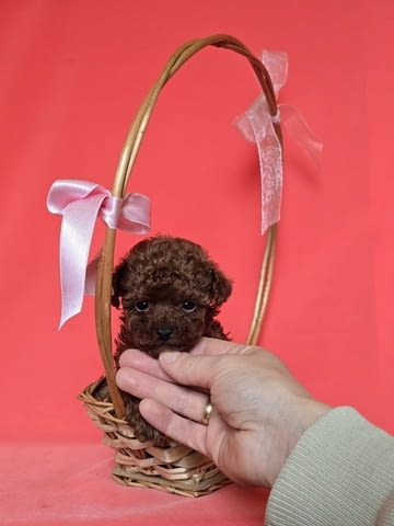 Червен пудел от породата „Чайна чаша“ Пудел мини, 2 месеца, Ваксинирано - Да - град Извън България | Кучета - снимка 7