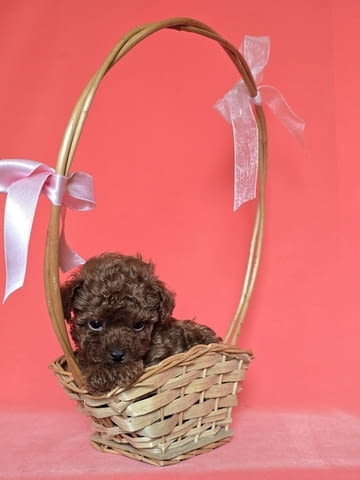 Червен пудел от породата „Чайна чаша“ Пудел мини, 2 месеца, Ваксинирано - Да - град Извън България | Кучета - снимка 8