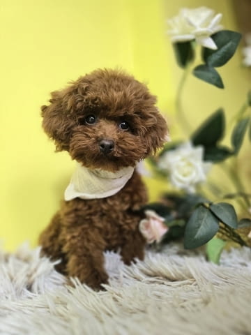 Червен пудел от породата „Чайна чаша“ Пудел мини, 2 месеца, Ваксинирано - Да - град Извън България | Кучета - снимка 9