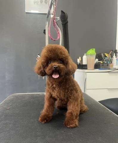 Червен пудел от породата „Чайна чаша“ Пудел мини, 2 месеца, Ваксинирано - Да - град Извън България | Кучета - снимка 10