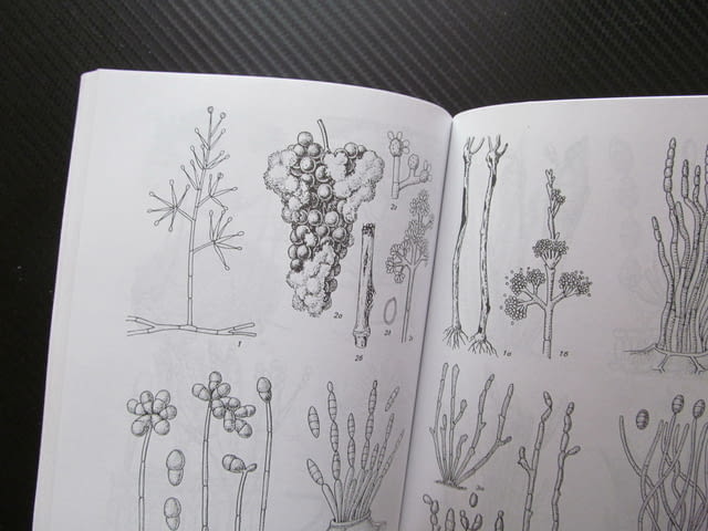 Паразитни гъби по лозата на Балканския полуостров Симеон Ванев гъбни болести лозе реколта плод лозя - снимка 3