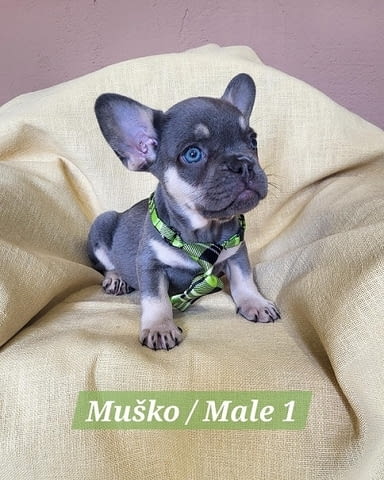 Кученца френски булдог с екзотичен цвят Френски булдог, 2 месеца - град Извън България | Кучета - снимка 2