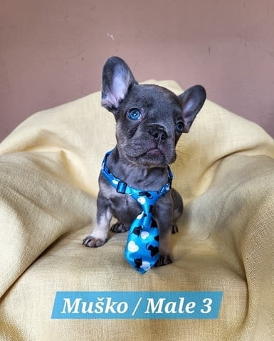 Кученца френски булдог с екзотичен цвят Френски булдог, 2 месеца - град Извън България | Кучета - снимка 3