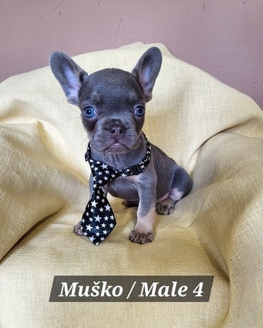 Кученца френски булдог с екзотичен цвят Френски булдог, 2 месеца - град Извън България | Кучета - снимка 4