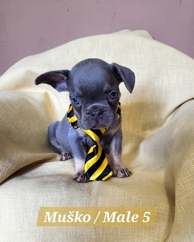 Кученца френски булдог с екзотичен цвят Френски булдог, 2 месеца - град Извън България | Кучета - снимка 5