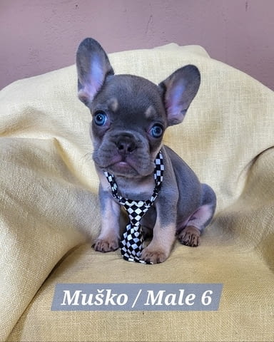 Кученца френски булдог с екзотичен цвят Френски булдог, 2 месеца - град Извън България | Кучета - снимка 6