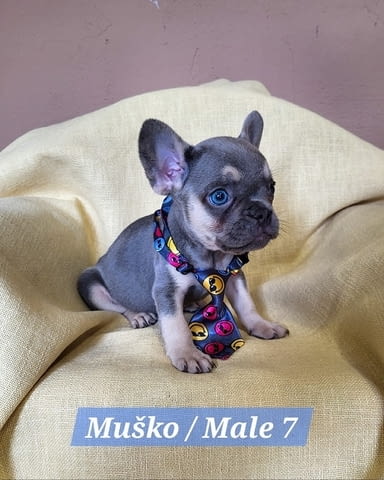 Кученца френски булдог с екзотичен цвят Френски булдог, 2 месеца - град Извън България | Кучета - снимка 7