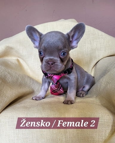 Кученца френски булдог с екзотичен цвят Френски булдог, 2 месеца - град Извън България | Кучета - снимка 8
