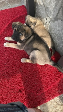 Алабай Х Малиноа малко кученце с Доставка до Вас Алабай (Средноазиатска овчарка), 2 месеца, Ваксинирано - Да - град Казанлък | Кучета - снимка 2