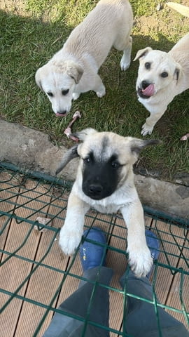 Алабай Х Малиноа малко кученце с Доставка до Вас Алабай (Средноазиатска овчарка), 2 месеца, Ваксинирано - Да - град Казанлък | Кучета - снимка 3