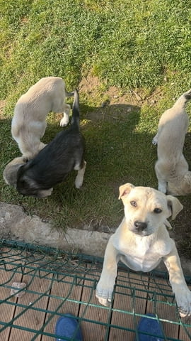 Алабай Х Малиноа малко кученце с Доставка до Вас Алабай (Средноазиатска овчарка), 2 месеца, Ваксинирано - Да - град Казанлък | Кучета - снимка 4