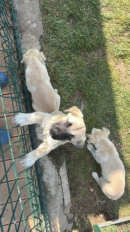 Алабай Х Малиноа малко кученце с Доставка до Вас Алабай (Средноазиатска овчарка), 2 месеца, Ваксинирано - Да - град Казанлък | Кучета - снимка 5