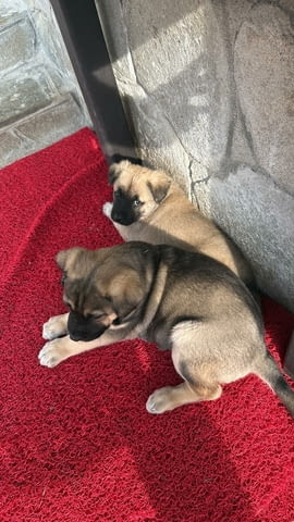 Алабай Х Малиноа малко кученце с Доставка до Вас Алабай (Средноазиатска овчарка), 2 месеца, Ваксинирано - Да - град Казанлък | Кучета - снимка 6