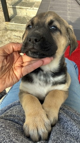 Алабай Х Малиноа малко кученце с Доставка до Вас Алабай (Средноазиатска овчарка), 2 месеца, Ваксинирано - Да - град Казанлък | Кучета - снимка 1