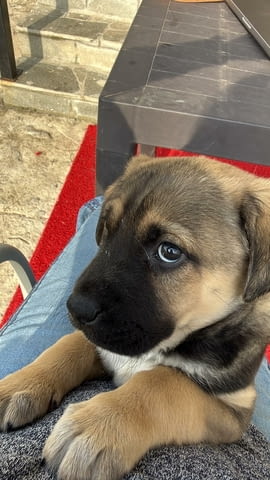 Алабай Х Малиноа малко кученце с Доставка до Вас Алабай (Средноазиатска овчарка), 2 месеца, Ваксинирано - Да - град Казанлък | Кучета - снимка 7