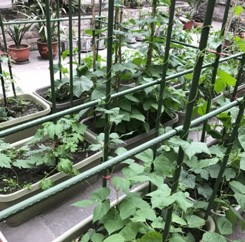 СКАЙ ПРОТЕКТ – Мрежи за селското стопанство и строителството, село Търновлаг - снимка 7