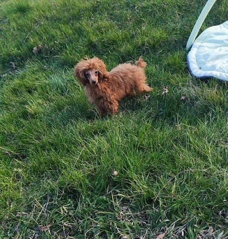 Червен той пудел Пудел той, 3 месеца, Ваксинирано - Да - град Извън България | Кучета - снимка 2