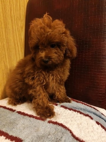 Червен той пудел Пудел той, 3 месеца, Ваксинирано - Да - град Извън България | Кучета - снимка 3