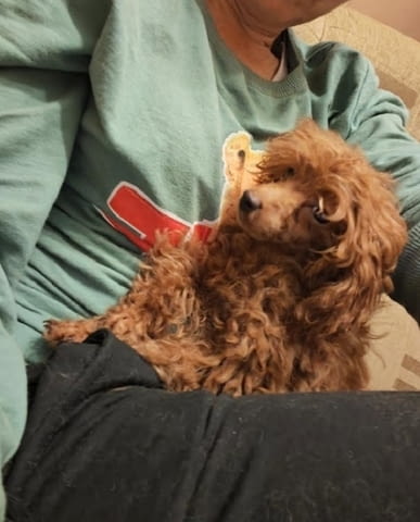 Червен той пудел Пудел той, 3 месеца, Ваксинирано - Да - град Извън България | Кучета - снимка 4