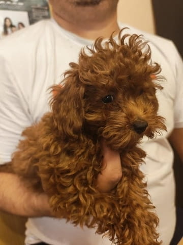 Червен той пудел Пудел той, 3 месеца, Ваксинирано - Да - град Извън България | Кучета - снимка 5