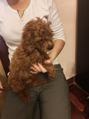 Червен той пудел Пудел той, 3 месеца, Ваксинирано - Да - град Извън България | Кучета - снимка 6