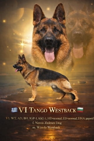 Von Haus Evelin Развъдник за Немско Овчарко Куче Немска овчарка, 2 месеца, Ваксинирано - Да - град Севлиево | Кучета - снимка 5