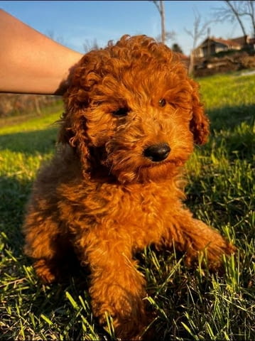 Червени мини пудели Пудел мини, Ваксинирано - Да, Обезпаразитено - Да - град София | Кучета - снимка 2