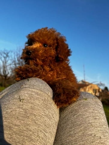 Червени мини пудели Пудел мини, Ваксинирано - Да, Обезпаразитено - Да - град София | Кучета - снимка 3