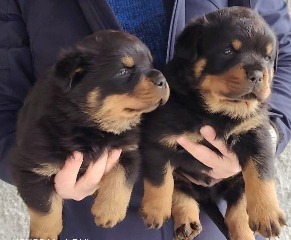 Мъжки кученца ротвайлер Ротвайлер, Ваксинирано - Да, Обезпаразитено - Да - град София | Кучета - снимка 2