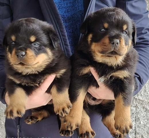 Мъжки кученца ротвайлер Ротвайлер, Ваксинирано - Да, Обезпаразитено - Да - град София | Кучета - снимка 3