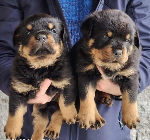 Мъжки кученца ротвайлер Ротвайлер, Ваксинирано - Да, Обезпаразитено - Да - град София | Кучета - снимка 4