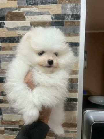 Померан, кученца от най-високо качество Померан (Малък английски шпиц), 2 месеца, Ваксинирано - Да - град Извън България | Кучета - снимка 2