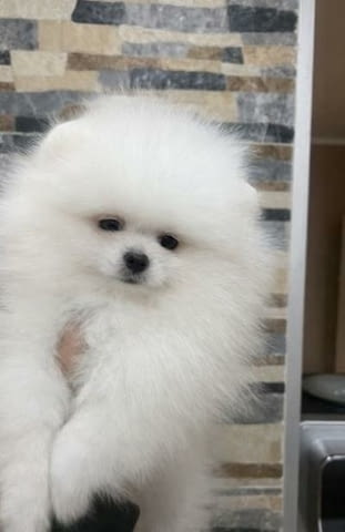 Померан, кученца от най-високо качество Померан (Малък английски шпиц), 2 месеца, Ваксинирано - Да - град Извън България | Кучета - снимка 3