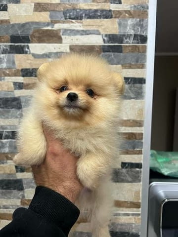 Померан, кученца от най-високо качество Померан (Малък английски шпиц), 2 месеца, Ваксинирано - Да - град Извън България | Кучета - снимка 4