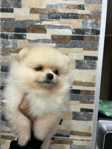 Померан, кученца от най-високо качество Померан (Малък английски шпиц), 2 месеца, Ваксинирано - Да - град Извън България | Кучета - снимка 5