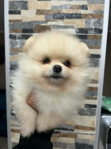 Померан, кученца от най-високо качество Померан (Малък английски шпиц), 2 месеца, Ваксинирано - Да - град Извън България | Кучета - снимка 6