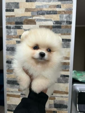 Померан, кученца от най-високо качество Померан (Малък английски шпиц), 2 месеца, Ваксинирано - Да - град Извън България | Кучета - снимка 7