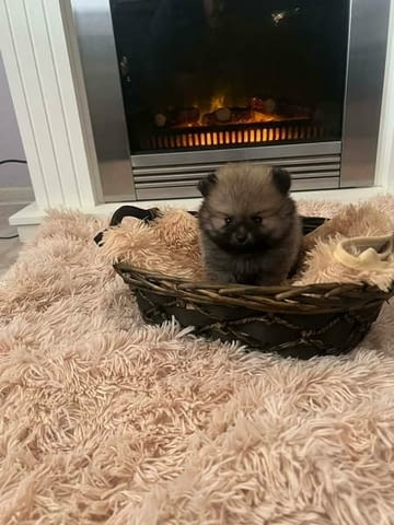 Померан, кученца от най-високо качество Померан (Малък английски шпиц), 2 месеца, Ваксинирано - Да - град Извън България | Кучета - снимка 8