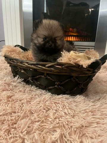 Померан, кученца от най-високо качество Померан (Малък английски шпиц), 2 месеца, Ваксинирано - Да - град Извън България | Кучета - снимка 9