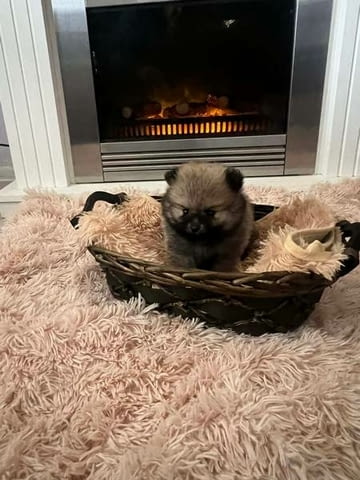 Померан, кученца от най-високо качество Померан (Малък английски шпиц), 2 месеца, Ваксинирано - Да - град Извън България | Кучета - снимка 10