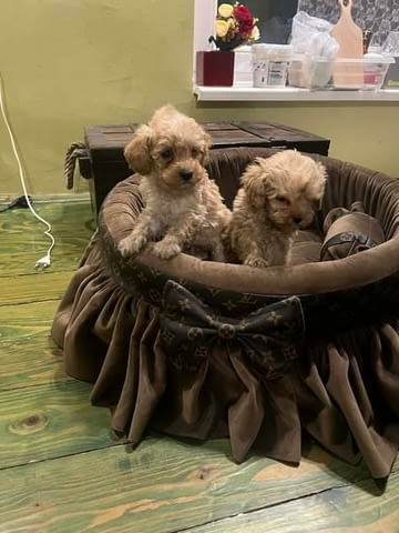 Много малки играчки пудели Пудел мини, 2 месеца, Ваксинирано - Да - град Извън България | Кучета - снимка 1