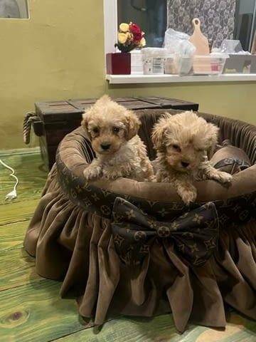 Много малки играчки пудели Пудел мини, 2 месеца, Ваксинирано - Да - град Извън България | Кучета - снимка 2