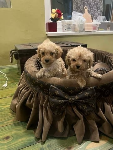 Много малки играчки пудели Пудел мини, 2 месеца, Ваксинирано - Да - град Извън България | Кучета - снимка 3