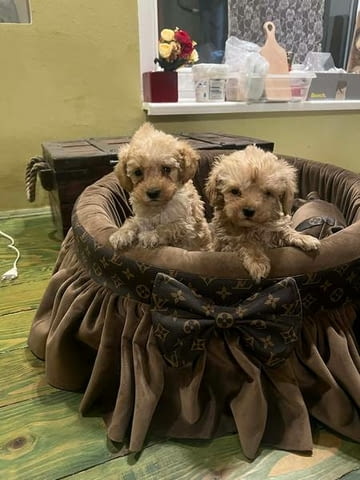 Много малки играчки пудели Пудел мини, 2 месеца, Ваксинирано - Да - град Извън България | Кучета - снимка 4