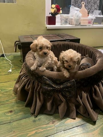 Много малки играчки пудели Пудел мини, 2 месеца, Ваксинирано - Да - град Извън България | Кучета - снимка 5