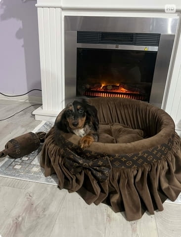 Дакел джудже с дълга козина, мерл, женски Дакел малък, 6 месеца, Ваксинирано - Да - град Извън България | Кучета - снимка 1